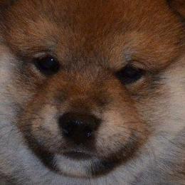 Shiba Inu from K-Bar Shibas