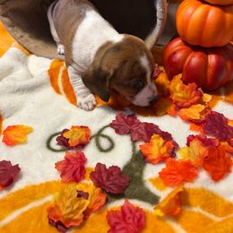 Dachshund Puppies from Ozark Dachshunds