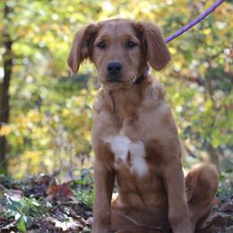 Nala - Dark golden female Golden Retriever puppy in Lucasville, Ohio from Trusting Hearts Kennel