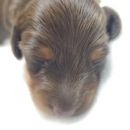Girl 1 - Chocolate and tan female Dachshund puppy in Mountain Grove, Missouri from Callaway Country Dachshunds