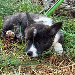 Benjamin - Brindle and white male American Corgi puppy in Preston, Idaho from KC Bar