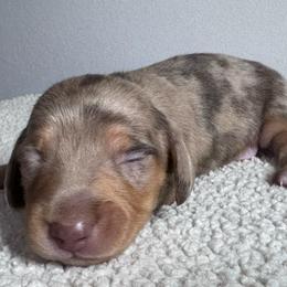Spider-Man - Dapple male Dachshund puppy in Afton, Oklahoma from C5 Doodles