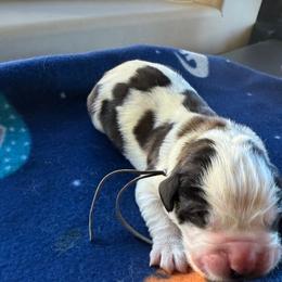 Thorin - White and brown male Saint Bernard puppy in Ramona, California from Buendias Ranch Saint Bernards & Bernese Mountain Dogs