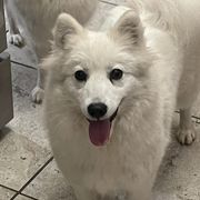 Sansa - Japanese Spitz