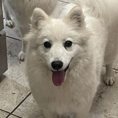 Sansa - Japanese Spitz