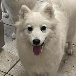 Sansa - Japanese Spitz