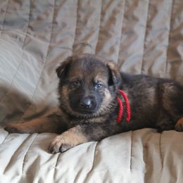Nikita's Red Boy - Sable male German Shepherd puppy in Lake George, Colorado from High Country German Shepherds