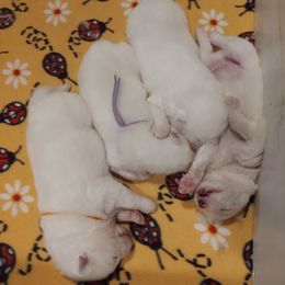 Borzoi and Samoyed Puppies from Kalabria