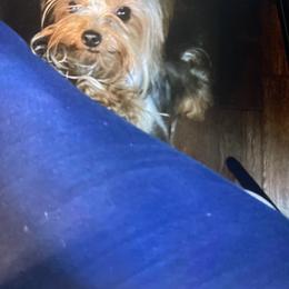 Myla - Yorkshire Terrier