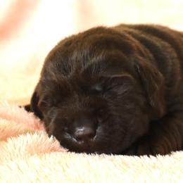 Brooke - Chocolate female Labrador Retriever puppy in Camden, Indiana from Camden's Caring Canines