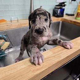 Alfred - Merle male Great Dane puppy in Gainesville, Florida from Your Cuddly Companions