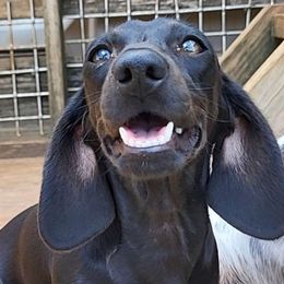 Paris - Dachshund