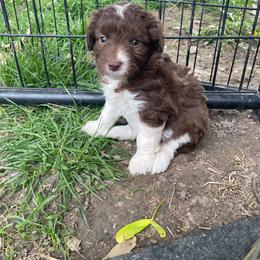 Chocolate and while female - Brown and white female Aussiedoodle puppy in Hillsboro, Illinois from Shoal Creek Puppies