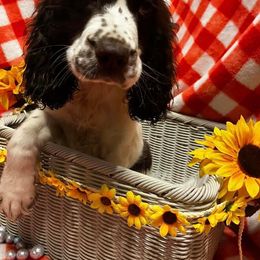 English Springer Spaniel Puppies from Won Eighty Farms