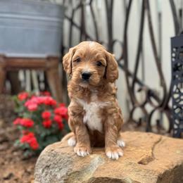 Valor - Red  male Goldendoodle puppy in Wharton, Texas from Little Fur Friends