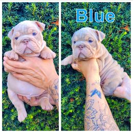 Blue - Lilac tri-color male Bulldog puppy in Seattle, Washington from Authentic Bullys