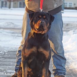 Riley - Rottweiler