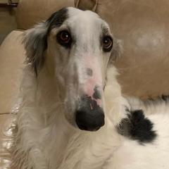 Borzois and Scottish Deerhounds from Goodnight Trail