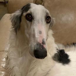 Borzois and Scottish Deerhounds from Goodnight Trail