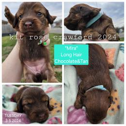 Dachshund Puppies from Wayward Home Dachshunds