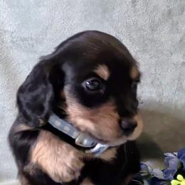 Boy 1 - Black and tan male Dachshund puppy in Mt. Sterling, Illinois from Doxie Do's