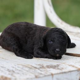Paige - Black female Whoodle puppy in West Bend, Iowa from Blue Skies Terriers