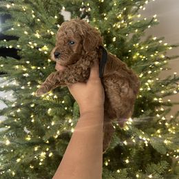 Black - Red  male Poodle puppy in Bakersfield, California from Underground kennels