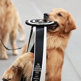 Golden Retrievers from Rush Hill Golden Retrievers