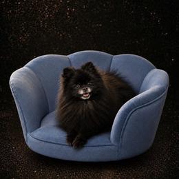 Ace - Pomeranian