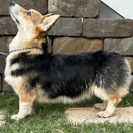 Labrador Retriever and Pembroke Welsh Corgi All Grown Up from Burress Family Farm and Kennels