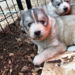 Mimi - Sable and white female Siberian Husky puppy in Everett, Washington from Addison Grove Huskies