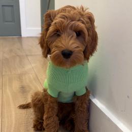 Bear - Red  male Goldendoodle puppy in Glendale, Arizona from Follow Your Bliss Doodles