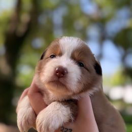 Fox - Red tri-color female Australian Shepherd puppy in Orlando, Florida from Skaky Shepherds