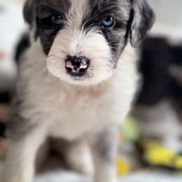 Aussiedoodle Puppies from Pawsome Aussie Doodles
