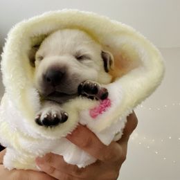 Labrador Retriever Puppies from Moca's Labrador's