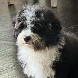 Tri yellow - Tri-color female Bernedoodle puppy in Petersburg, Michigan from Brittany’s Mini Bernedoodles