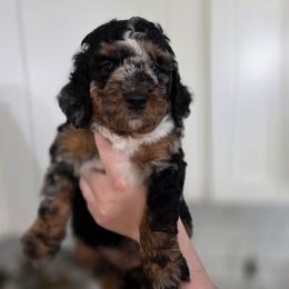 Coral - Merle female Bernedoodle puppy in Mc Gaheysville, Virginia from Doting Doodles