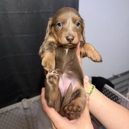 Akc Pegasus - Fawn (isabella) and tan female Dachshund puppy in Erie, Michigan from Champagne’s Grinch Toe’d Dachshunds