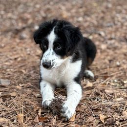 Murdock - Black tri male Miniature Australian Shepherd puppy in Cleveland, Texas from Akasta Aussies