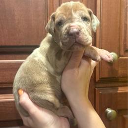 Beige collar - Merle female Great Dane puppy in Ider, Alabama from Sand Mountain Danes LLC