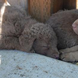 Elseph - Brown female Chesapeake Bay Retriever puppy in Soap Lake, Washington from Desert Oasis Kennels