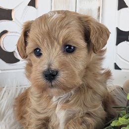 Female 2 - Gold female Havapoo puppy in Burlington, Iowa from River View Puppies