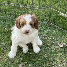 Bernedoodle, Poodle, and Soft Coated Wheaten Terrier Puppies from Whoodles of Wyoming