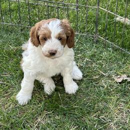 Bernedoodle, Poodle, and Soft Coated Wheaten Terrier Puppies from Whoodles of Wyoming