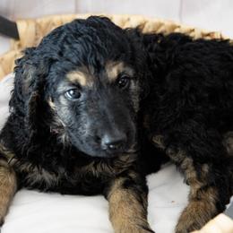 Ms. Rose - Phantom female Goldendoodle puppy in Gotha, Florida from Perlune Farms