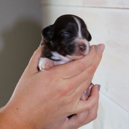 Mocha - Havanese puppy from Windy Hill Havanese
