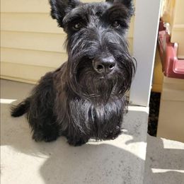 Logan - Scottish Terrier
