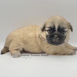 Brindle Male - Brindle male Shih Tzu puppy in Crawfordsville, Indiana from Swaying Sycamore Farm