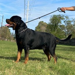 Seven - Rottweiler