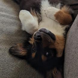 Australian Shepherd and Pomeranian Puppies from Sandy Aussie's
